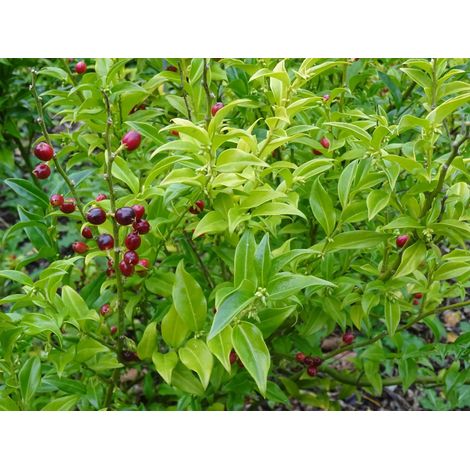 Gardenaria Sarcococca ruscifolia - Arbusto ornamentale da giardino - Altezza: 50/70 cm (vaso19) (1/2)