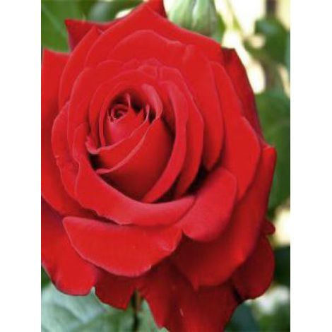 Rosier Thé moderne 'Ingrid Bergman' Pot de 4L/5L
