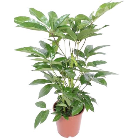 Schefflera Actinophylla Amate Plante d'Intérieur Arbre Parapluie Vert Ø24 cm Hauteur 100 cm - PANGIVO (1/4)