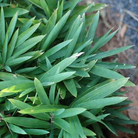 Bambou nain - Pleioblastus pygmaeus 'Distichus' - pot