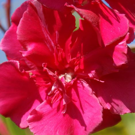 Laurier-rose 'Commandant Barthélémy' (Nerium oleander 'Commandant Barthélémy')
