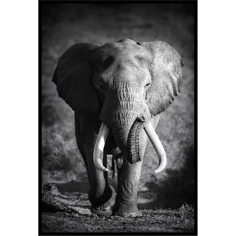 Affiche encadrée éléphant sauvage en noir et blanc (1/5)