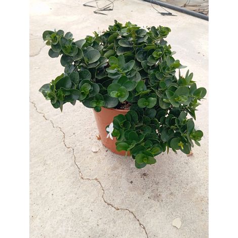 Prunier de Natal Carissa Grandiflora Pot 24 cm Arbuste Persistant Épineux (1/4)