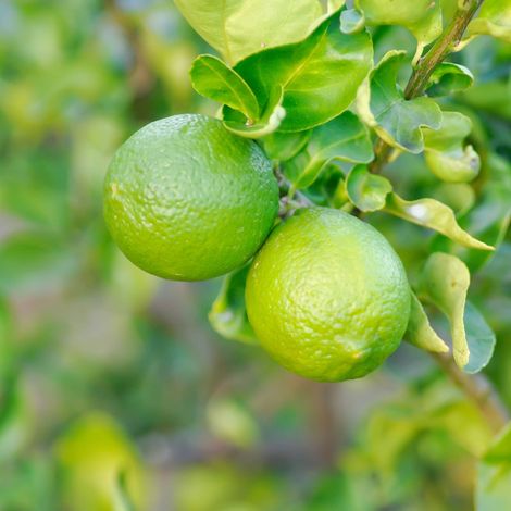 Gardenaria Bergamotto - Citrus bergamia - Pianta di agrume da frutto in vaso - Altezza: 70/80 cm (vaso 22)