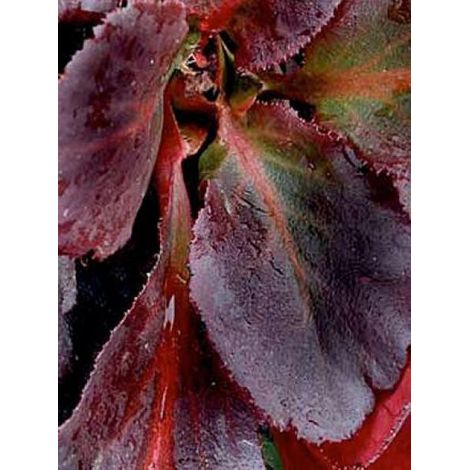 Bergénia 'Dragonfly Sakura' Godet de 8/9 cm (1/3)