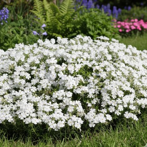 Phlox nain White Delight, Phlox mousse/Godet - 5/20 cm