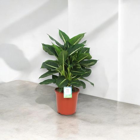 Gardenaria Dieffenbachia 'Green magic' - Pianta da interno ornamentale - Altezza: 80 cm (vaso 24)