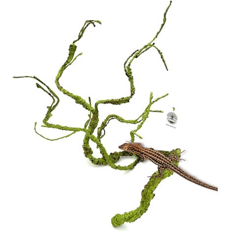 BioBranch Green Liana M per un terrario da 115 cm (1/5)