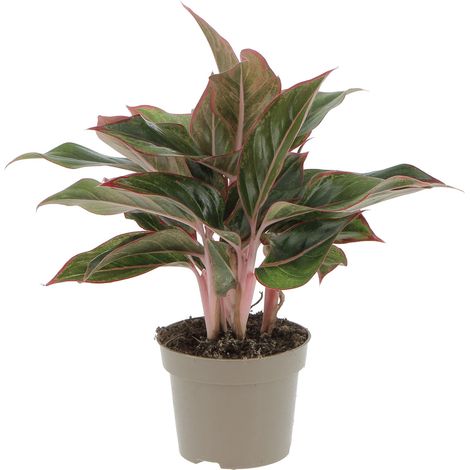 Aglaonema Light Star - Pianta Vera Purifica Aria - H 30-40 cm Vaso Ø 12 cm (1/2)