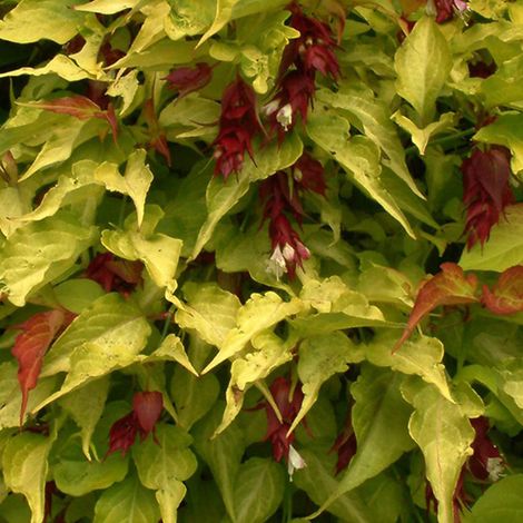 Arbre aux faisans 'Golden Lanterns' - 40-50 cm pot
