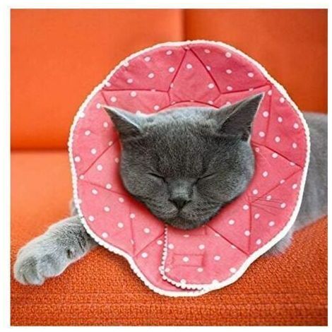 Komfortabler postoperativer Kragen für Katzen und Hunde, robust, wasserdicht, kratz- und bissfest, leicht zu reinigen, mit verstellbarem Verschluss, Enlé