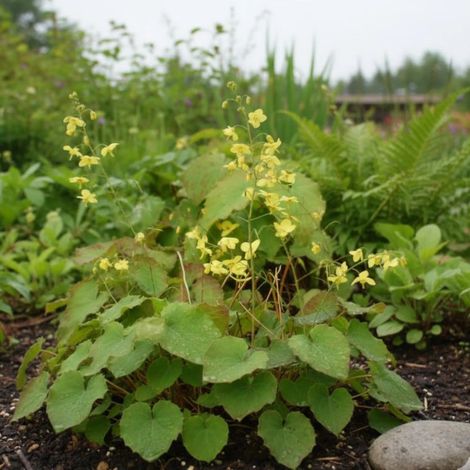 Fleur des Elfes perralderianum, Epimedium/Godet - 5/20 cm