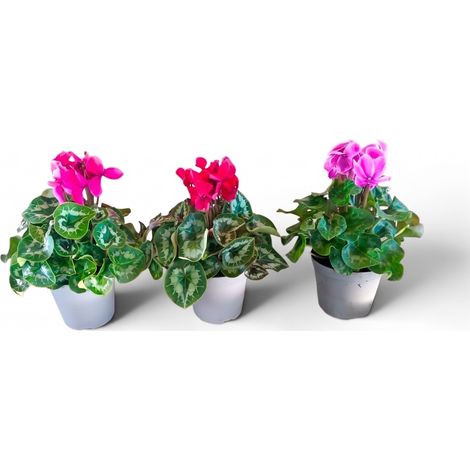 Ciclamino (Cyclamen persicum) - set da 6 piante in 5 colori - vaso 14 cm (1/3)