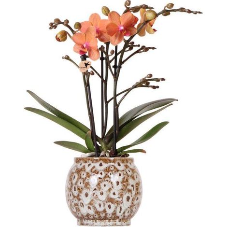 Orchidée Phalaenopsis Orange avec Pot en Céramique Ø 9 cm Plante d'Intérieur Fleurie - PANGIVO (1/2)