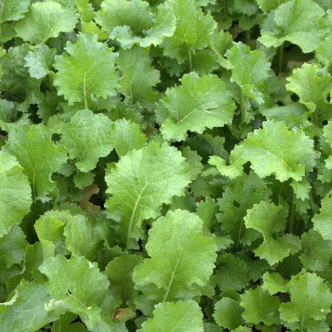 Winterrübsen 25 kg Brassica rapa L. silvestris Gründünger Futterbau Saat Clio
