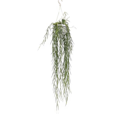 Gardenaria Hoya linearis - Pianta da interno ornamentale - Altezza: 40 cm (vaso 12) (1/5)