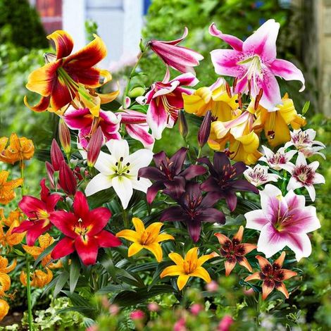 Bulbes de lys rustiques - Lilium All Summer - 50 bulbes - Multicolores - Mélange de bulbes de fleurs vivaces - Bulbes de lys (1/5)