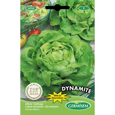 Graines de Laitue 0.5 g EC6026 Multicolore