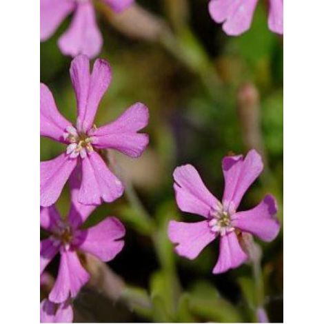 Silene schafta Godet de 8/9 cm (1/2)