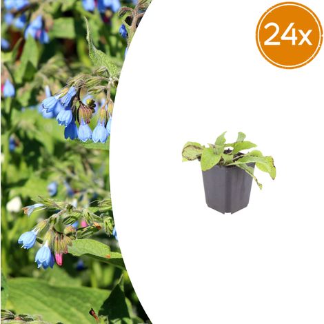 Lot de 24 Symphytum grandiflorum 'Wisley Blue' Plante Vivace Couvre-sol Fleurs Bleues Pot Ø 9 cm - PANGIVO (1/5)