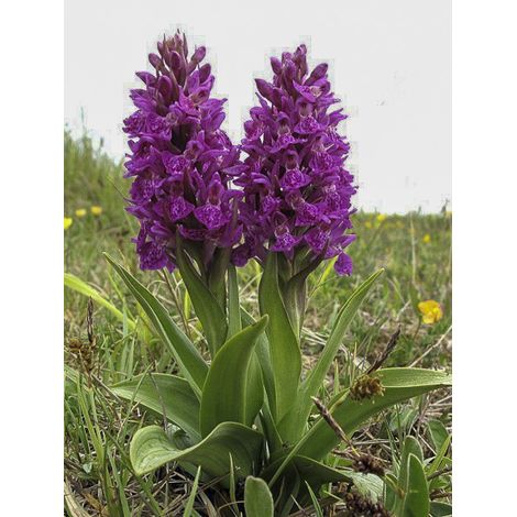 Orchis pourpre Godet de 8/9 cm