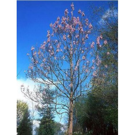 Paulownia fortunei Fast Blue® 'Minfast' Pot de 12L/15L, Baliveau