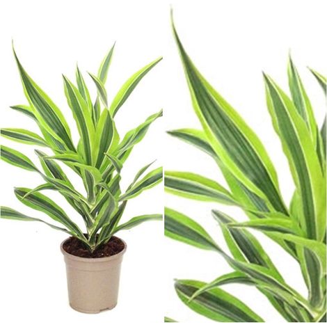 Planta Natural Dracena Lemon Lime en Maceta M17
