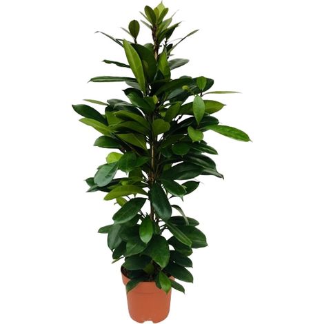 Ficus Cyathistipula Plante d'Intérieur Figuier d'Afrique Feuillage Vert Ø21 cm H 105 cm - PANGIVO (1/4)