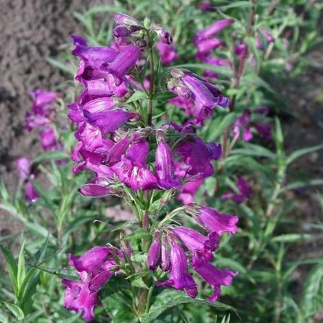Penstemon Midnight/Godet (1/5)