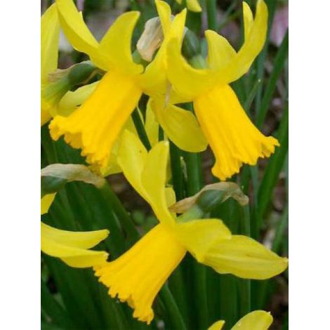 Narcisse cyclamineus 'February Gold' Bulbe calibre 14+ (par 10) (1/2)