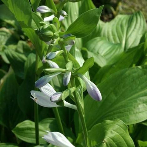 Hosta Royal Standard/Godet