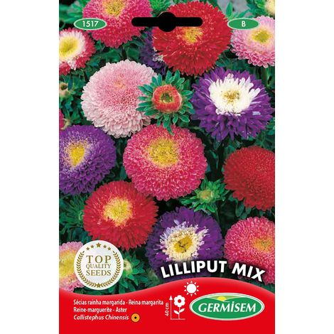 Graines Reine-marguerite LILLIPUT MIX