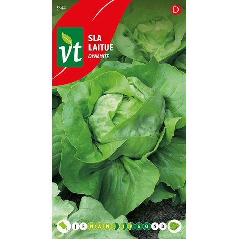 Laitue Dynamite - Ca. 0,6 gr (Livraison Gratuite) (1/2)