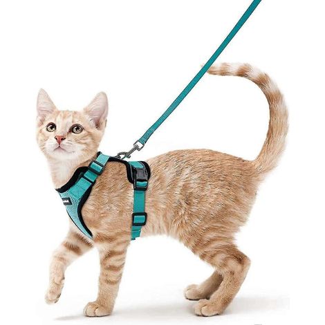 Harnais pour chat, laisse pour petit chien, harnais ajustable pour chaton, collier noir XS, harnais réfléchissant, gilet respirant pour lapin, chat européen (1/5)