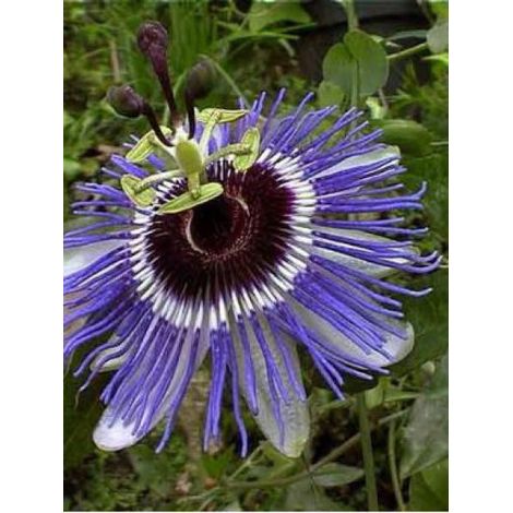 Passiflore, Fleur de la passion 'Purple Haze' Pot de 2L/3L