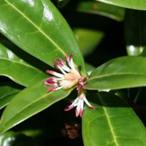 Sarcococca hookeriana 'Humilis' - 20-25 cm pot (1/4)