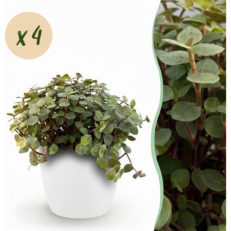 Lot de 4 Plantes d'Intérieur Callisia Repens Herbe à Chat avec Pots Blancs 12cm 17-20cm - PANGIVO (1/5)