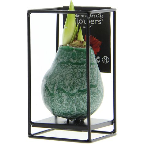Bloomique - Amaryllis à bulbe en cire verte sur support en métal - Vert industriel - Fleur sans eau - Décoration de Noël - Hauteur à la livraison 15-25 cm - Pousse jusqu’à 30-50 cm - Ø10 cm (1/5)