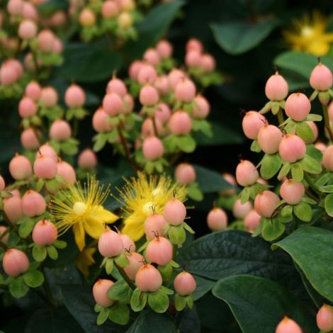 Millepertuis Magical® Beauty 'Kolmbeau', Hypericum/Pot de 3L - 40/60 cm (1/5)