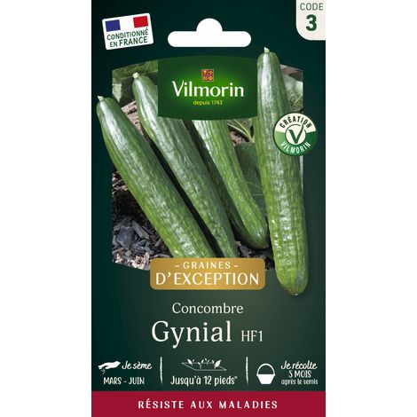 Vilmorin – Concombre Gynial HF1 – Graines de potager résistantes aux maladies – Fruits de 25 à 28 cm sans amertume – Période de semis : printemps (1/3)