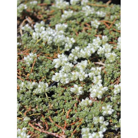 Panonychia kapela ssp. serpyllifolia Godet de 8/9 cm
