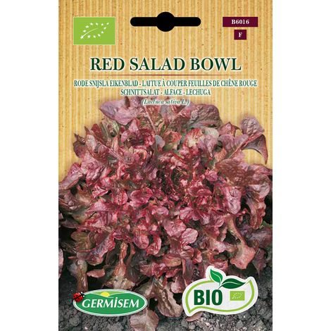 Graines Laitue à couper feuilles de chêne rouge RED SALAD BOWL (1/2)