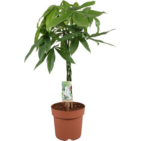 Pachira Aquatica Plante d’Intérieur Feuillage Vert Pot 21 cm Hauteur 90 cm - PANGIVO (1/4)