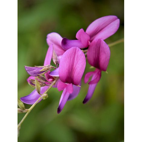 Trèfle en arbre 'Summer Beauty' Pot de 3L/4L