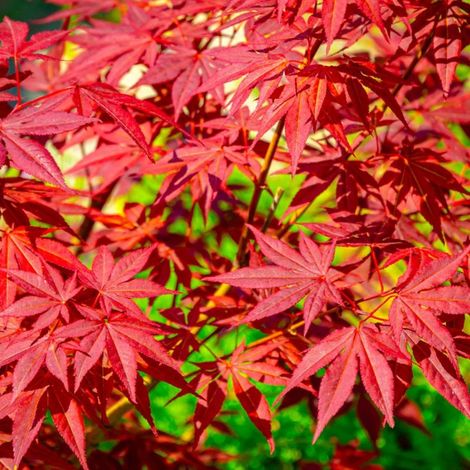 Pépinières Naudet – Érable du Japon 'Atropurpureum' – Feuillage rouge pourpre – Hauteur à maturité 5m – Rusticité jusqu'à -15°C – Période de floraison printemps