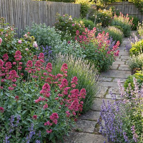 Bloomique - Lot de 6 - Centranthus ruber coccineus - Valériane rouge - Floraison abondante - Attire les abeilles et les papillons - Rustique - Vivace - Hauteur 10-20 cm - Pot 9 cm