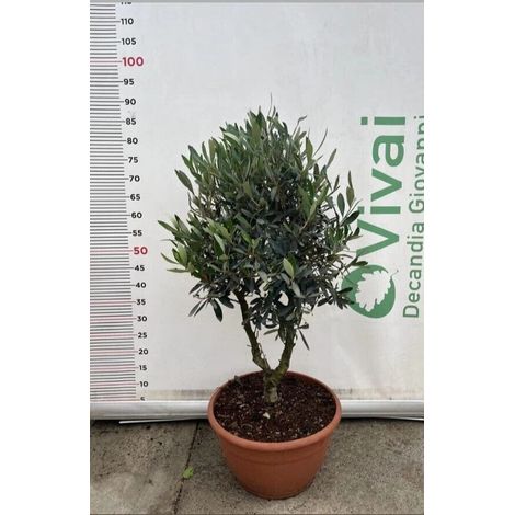ALBERO DI ULIVO CIPRESSINO  'OLEA EUROPAEA ORNAMENTALE' CIOTOLA 30 (foto reale)