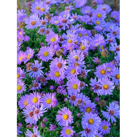 Aster d'automne 'Pr. A. Kippenberg'  1 plant  Plante mellifère  Pot de pépinière 11 x 11 cm  Violet (1/5)
