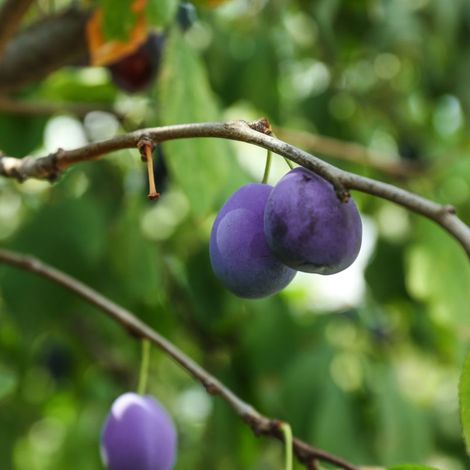 Prunier nain 'Plum Me' ® Angeleno (Prunus domestica 'Plum Me' ® Angeleno)