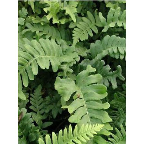 Polypode commun 'Bifido Multifidum' Godet de 8/9 cm